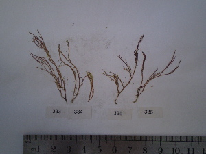  ( - Parodi_333)  @11 [ ] CreativeCommons - Attribution Non-Commercial (2013) Unspecified Universidad Nacional del Sur