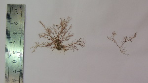  ( - Parodi_410)  @11 [ ] CreativeCommons - Attribution Non-Commercial (2013) Unspecified Universidad Nacional del Sur