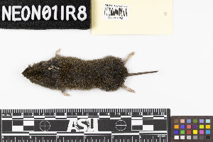  (Microtus oregoni - ABBY.20190725.R1392.E)  @11 [ ] CreativeCommons - Attribution Share-Alike (2025) Unspecified Arizona State University
