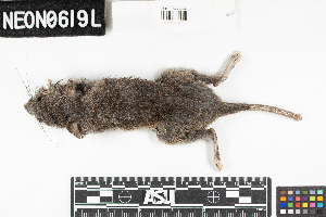  ( - OSBS.20210513.R3233.E)  @11 [ ] CreativeCommons - Attribution Share-Alike (2025) Unspecified Arizona State University