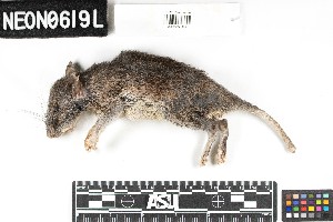  (Neotoma floridana - OSBS.20210513.R3233.E)  @11 [ ] CreativeCommons - Attribution Share-Alike (2025) Unspecified Arizona State University