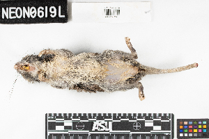  ( - OSBS.20210513.R3233.E)  @11 [ ] CreativeCommons - Attribution Share-Alike (2025) Unspecified Arizona State University