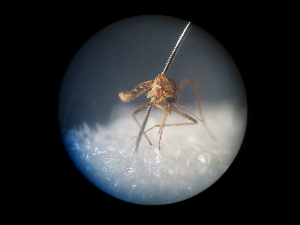 (Mansonia uniformis - NIBGE MOS-01901)  @13 [ ] CreativeCommons - Attribution Non-Commercial Share-Alike (2013) Sajjad Mirza National Institute for Biotechnology and Genetic Engineering Faisalabad Pakistan