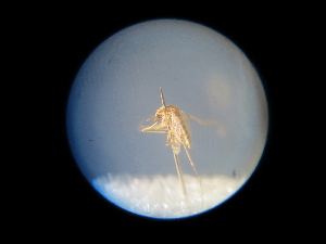  (Aedes caspius - NIBGE MOS-01909)  @12 [ ] CreativeCommons - Attribution Non-Commercial Share-Alike (2013) Sajjad Mirza National Institute for Biotechnology and Genetic Engineering Faisalabad Pakistan