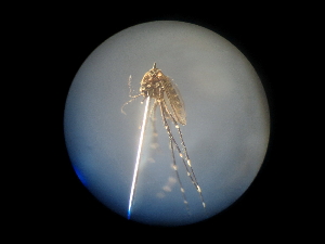  (Aedes pulcritarsis - NIBGE MOS-01919)  @12 [ ] CreativeCommons - Attribution Non-Commercial Share-Alike (2013) Sajjad Mirza National Institute for Biotechnology and Genetic Engineering Faisalabad Pakistan