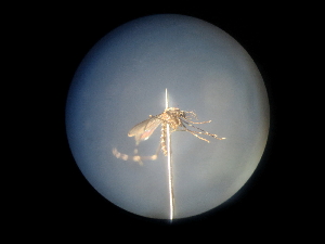  (Aedes pulcritarsis - NIBGE MOS-01981)  @12 [ ] CreativeCommons - Attribution Non-Commercial Share-Alike (2013) Sajjad Mirza National Institute for Biotechnology and Genetic Engineering Faisalabad Pakistan