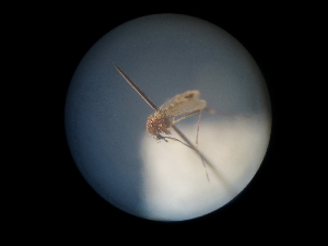  (Aedes pulcritarsis - NIBGE MOS-01988)  @12 [ ] CreativeCommons - Attribution Non-Commercial Share-Alike (2013) Sajjad Mirza National Institute for Biotechnology and Genetic Engineering Faisalabad Pakistan