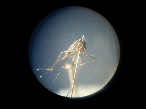  (Aedes pseudotaeniatus - NIBGE MOS-01990)  @13 [ ] CreativeCommons - Attribution Non-Commercial Share-Alike (2013) Sajjad Mirza National Institute for Biotechnology and Genetic Engineering Faisalabad Pakistan