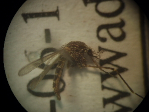  (Aedes pulcritarsis - NIBGE MOS-01996)  @12 [ ] CreativeCommons - Attribution Non-Commercial Share-Alike (2013) S. Mirza National Institute for Biotechnology and Genetic Engineering Faisalabad Pakistan