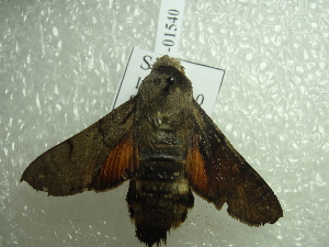  ( - NIBGE MOT-01540)  @12 [ ] CreativeCommons - Attribution Non-Commercial Share-Alike (2012) Muhammad Ashfaq National Institute for Biotechnology and Genetic Engineering Faisalabad Pakistan