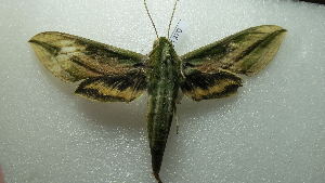  ( - NIBGE MOT-01970)  @13 [ ] CreativeCommons - Attribution Non-Commercial Share-Alike (2012) Muhammad Ashfaq National Institute for Biotechnology and Genetic Engineering Faisalabad Pakistan