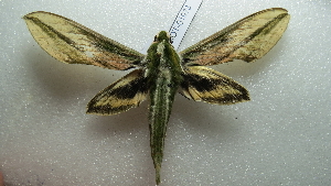  ( - NIBGE MOT-01973)  @13 [ ] CreativeCommons - Attribution Non-Commercial Share-Alike (2012) Muhammad Ashfaq National Institute for Biotechnology and Genetic Engineering Faisalabad Pakistan