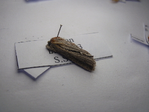  ( - NIBGE MOT-03722)  @12 [ ] CreativeCommons - Attribution Non-Commercial Share-Alike (2013) S. Mirza National Institute for Biotechnology and Genetic Engineering Faisalabad Pakistan