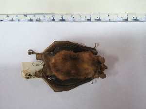  ( - MUSM 25851)  @11 [ ] Unspecified (default): All Rights Reserved (2015) Department of Mammalogy, MUSM Unspecified
