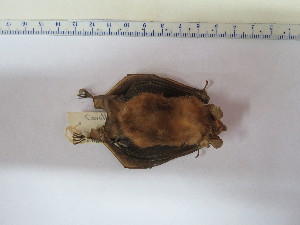  ( - MUSM 25852)  @11 [ ] Unspecified (default): All Rights Reserved (2015) Department of Mammalogy, MUSM Unspecified
