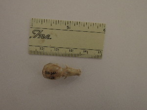  ( - MUSM 41038)  @11 [ ] Unspecified (default): All Rights Reserved (2015) Department of Mammalogy, MUSM Unspecified