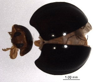  (Chilocorus nigritus - BIOUG02401-D05)  @13 [ ] CreativeCommons - Attribution (2012) Muhammad Ashfaq Centre for Biodiversity Genomics