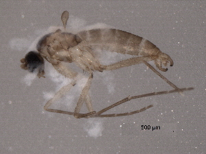  (Corynoptera forcipata group - BIOUG02403-A05)  @13 [ ] CreativeCommons - Attribution (2012) Muhammad Ashfaq Centre for Biodiversity Genomics
