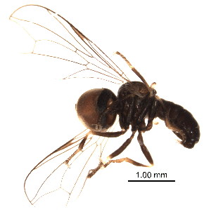  (Clistoabdominalis sp. China10 - BIOUG02438-G11)  @13 [ ] CreativeCommons - Attribution (2012) Muhammad Ashfaq Centre for Biodiversity Genomics