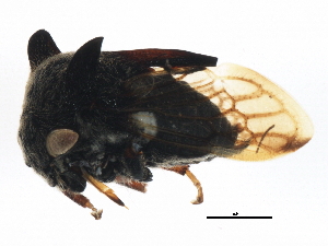  (Leptocentrini - BIOUG02381-B09)  @14 [ ] CreativeCommons - Attribution (2013) CBG Photography Group Centre for Biodiversity Genomics