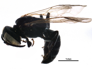  ( - BIOUG04762-A11)  @12 [ ] CreativeCommons - Attribution (2016) CBG Photography Group Centre for Biodiversity Genomics