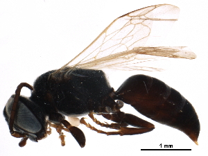  ( - BIOUG05253-G10)  @12 [ ] CreativeCommons - Attribution (2016) CBG Photography Group Centre for Biodiversity Genomics