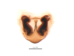  ( - BIOUG15299-A12)  @11 [ ] CreativeCommons - Attribution (2016) G. Blagoev Centre for Biodiversity Genomics