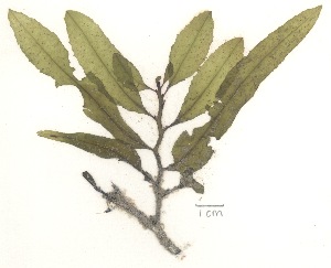  (Sargassum filipendula - NCweed-1182)  @11 [ ] Copyright (2013) D Wilson Freshwater University of North Carolina Wilmington