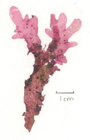  (Calonitophyllum medium - NCweed-1311)  @11 [ ] Copyright (2013) D Wilson Freshwater University of North Carolina Wilmington
