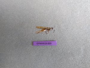 (Mantoididae - GFMAN18-009)  @11 [ ] Copyright (2018) Nicolas Moulin Collection of MNHN