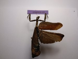  (Plesiacanthops - GFMAN18-165)  @11 [ ] Copyright (2018) Nicolas Moulin Research Collection of Nicolas Moulin