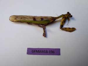  ( - GFMAN18-196)  @11 [ ] Copyright (2018) Nicolas Moulin Research Collection of Nicolas Moulin