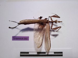  (Stenophylla lobivertex - GFMAN18-263)  @11 [ ] Copyright (2018) Nicolas Moulin Research Collection of Nicolas Moulin