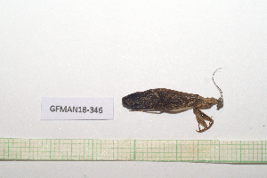  (Pseudomiopteryginae - GFMAN18-346)  @11 [ ] Copyright (2024) Nicolas Moulin Research Collection of Nicolas Moulin