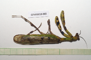  ( - GFMAN18-365)  @11 [ ] Copyright (2024) Nicolas Moulin Research Collection of Nicolas Moulin