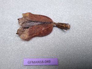  (Royacanthops soukana - GFMAN18-049)  @11 [ ] Copyright (2018) Nicolas Moulin Research Collection of Nicolas Moulin