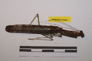  ( - NMMAN11-0545)  @11 [ ] Copyright (2020) Nicolas Moulin Research Collection of Nicolas Moulin