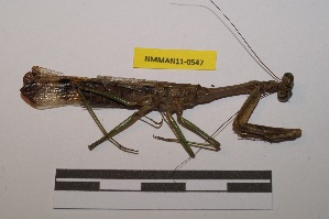  ( - NMMAN11-0547)  @11 [ ] Copyright (2020) Nicolas Moulin Research Collection of Nicolas Moulin