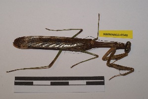 ( - NMMAN11-0548)  @11 [ ] Copyright (2020) Nicolas Moulin Research Collection of Nicolas Moulin