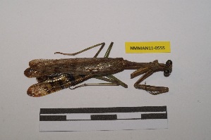  ( - NMMAN11-0555)  @11 [ ] Copyright (2020) Nicolas Moulin Research Collection of Nicolas Moulin