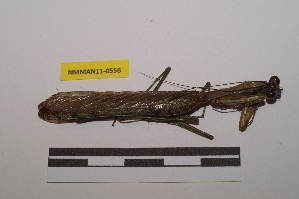 ( - NMMAN11-0556)  @11 [ ] Copyright (2020) Nicolas Moulin Research Collection of Nicolas Moulin
