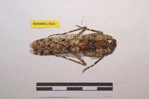  ( - NMMAN11-0620)  @11 [ ] Copyright (2020) Nicolas Moulin Research Collection of Nicolas Moulin