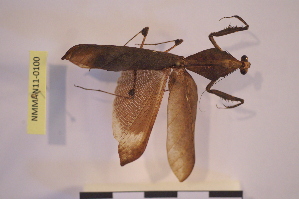  (Deroplatys lobata - NMMAN11-0100)  @11 [ ] Unspecified (default): All Rights Reserved  Unspecified Unspecified