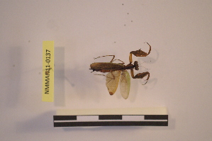  ( - NMMAN11-0137)  @11 [ ] Unspecified (default): All Rights Reserved  Unspecified Unspecified