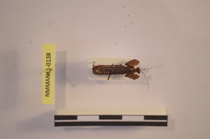  ( - NMMAN11-0138)  @11 [ ] Unspecified (default): All Rights Reserved  Unspecified Unspecified