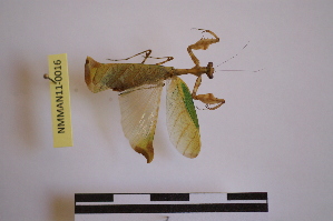  (Mantodea - NMMAN11-0016)  @14 [ ] Unspecified (default): All Rights Reserved  Unspecified Unspecified