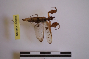  ( - NMMAN11-0019)  @12 [ ] Unspecified (default): All Rights Reserved  Unspecified Unspecified