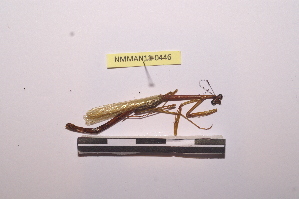  ( - NMMAN11-0446)  @11 [ ] Unspecified (default): All Rights Reserved  Unspecified Unspecified