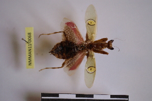  ( - NMMAN11-0068)  @11 [ ] Unspecified (default): All Rights Reserved  Unspecified Unspecified