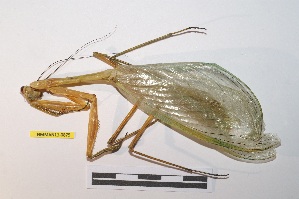  (Macromantis hyalina - NMMAN11-0875)  @11 [ ] Copyright (2023) Nicolas Moulin Research Collection of Nicolas Moulin